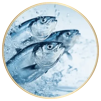 ส่วนผสม คอลลาเจนจากปลา (Fish Collagen Dipeptide) ใน Rio Bright Diamond