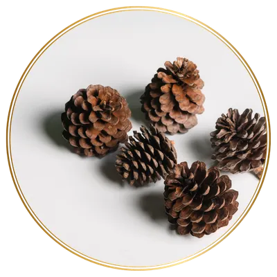 ส่วนผสม สารสกัดเปลือกสน (Pine Bark) ใน Rio Bright Diamond
